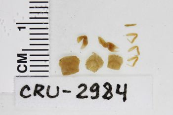 Media type: image;   Invertebrate Zoology CRU-2984 Description: Preserved specimen.;